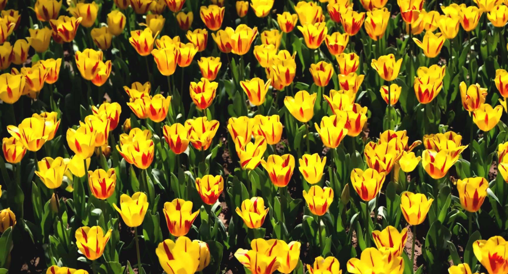 Detailed view of our innovative flower preservation and arrangement process